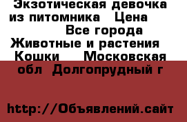 Экзотическая девочка из питомника › Цена ­ 25 000 - Все города Животные и растения » Кошки   . Московская обл.,Долгопрудный г.